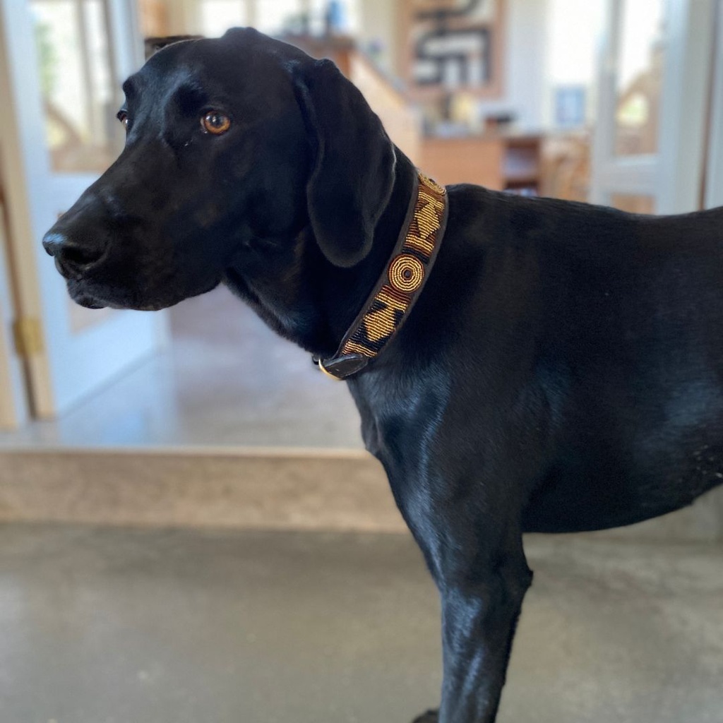 CARLIN - Sac à crottes