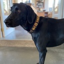 CARLIN - Sac à crottes